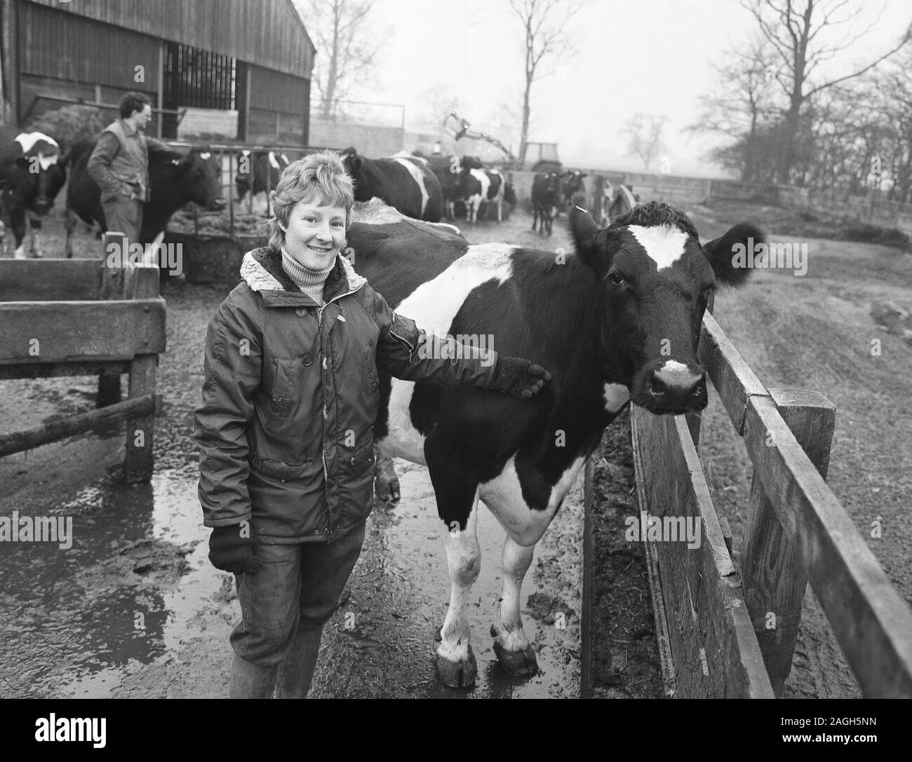 1980er Jahre, historisch, Lady Farmer mit ihrem Rind in einem Bauernhof, Yorkshire, England, Großbritannien. Stockfoto