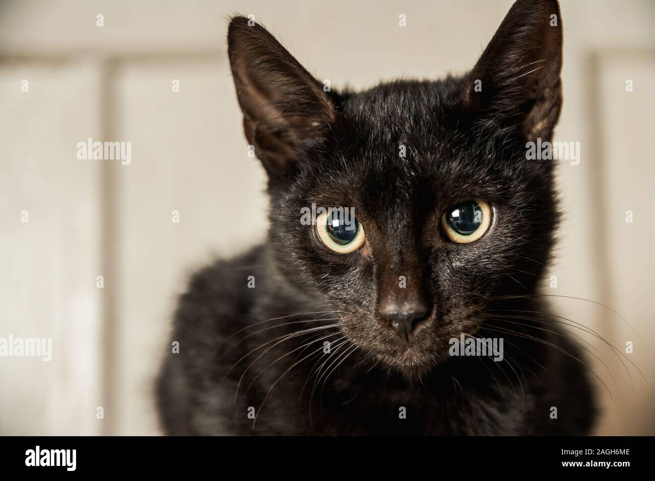 Nahaufnahme einer niedlichen schwarzen Katze mit grünen Augen Auf unscharfem Hintergrund Stockfoto