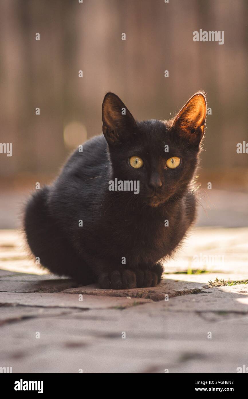 Vertikale Nahaufnahme einer niedlichen schwarzen Katze mit grün Augen sitzen auf dem Steinboden Stockfoto