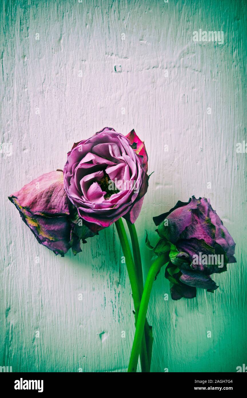 Drei welke Rosen Stockfoto