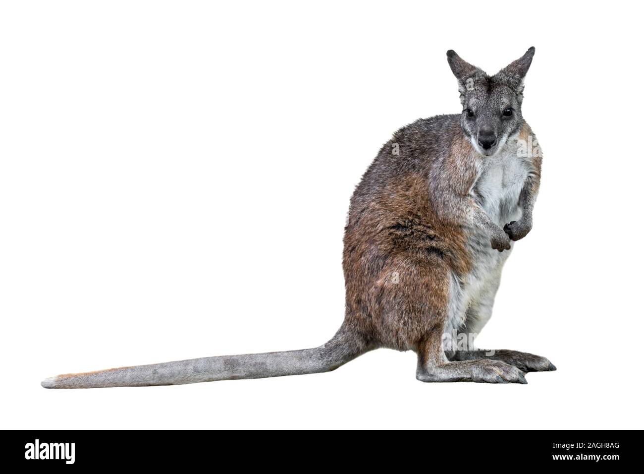 Parma Wallaby (Macropus parma) heimisch im nördlichen New South Wales, Australien vor weißem Hintergrund Stockfoto