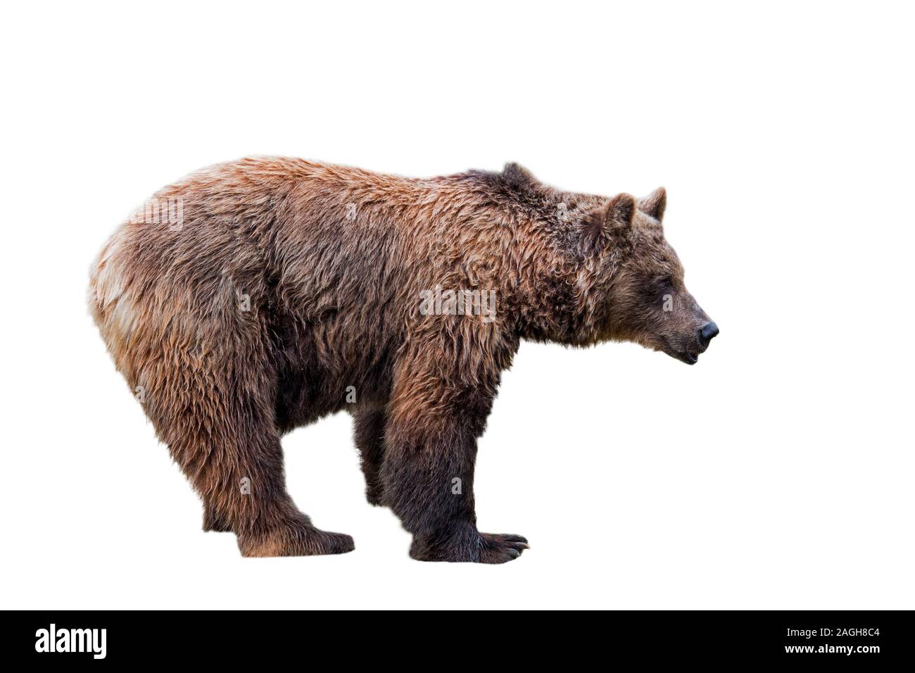 Europäische Braunbär (Ursus arctos) vor weißem Hintergrund Stockfoto