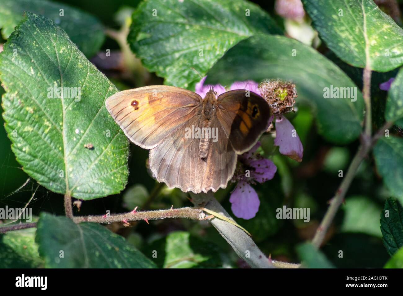 Eine Wiese braun butterfly Pyrausta aurata teilweise im Schatten Fütterung von einem dornbusch Blüte in einer Hecke Stockfoto