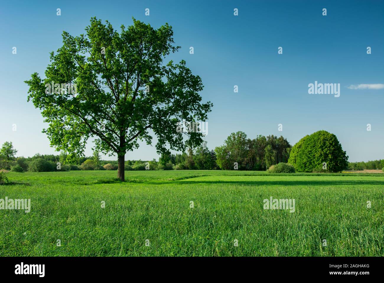 Big Oak Tree auf einem grünen Feld und blauer Himmel Stockfoto
