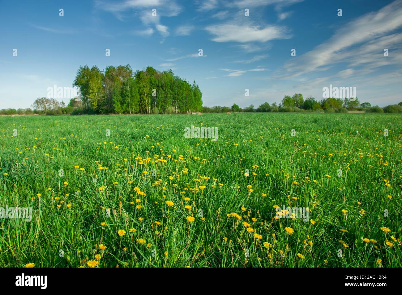 Frühling grüne Wiese mit gelben Blumen, Bäume am Horizont und die weißen Wolken am blauen Himmel Stockfoto