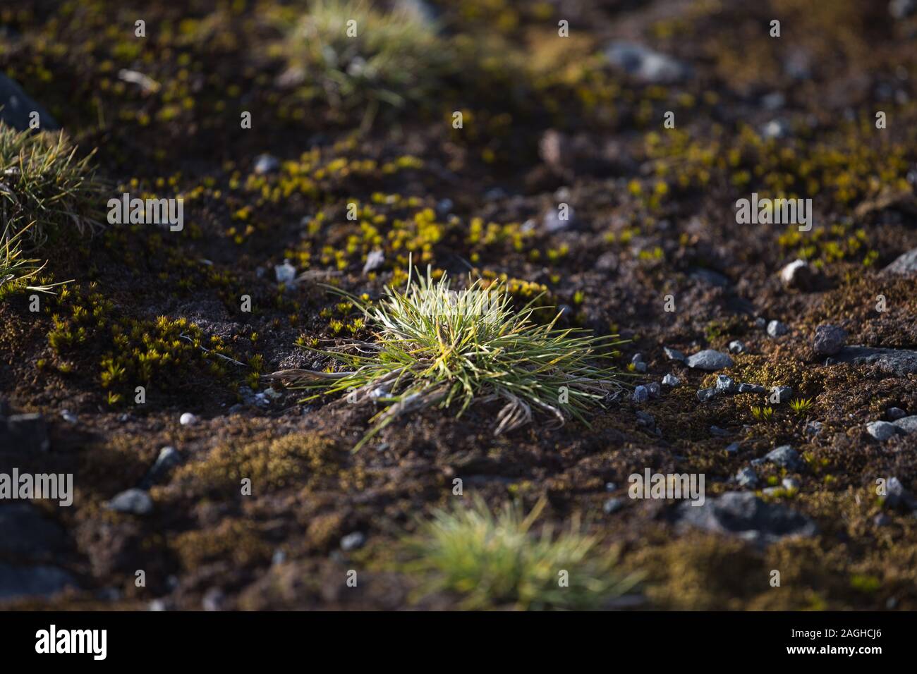 Macrophoto der Deschampsia antarctica, die Antarktis Haar Gras, eine von  zwei blühende Pflanzen, die in der Antarktis Stockfotografie - Alamy