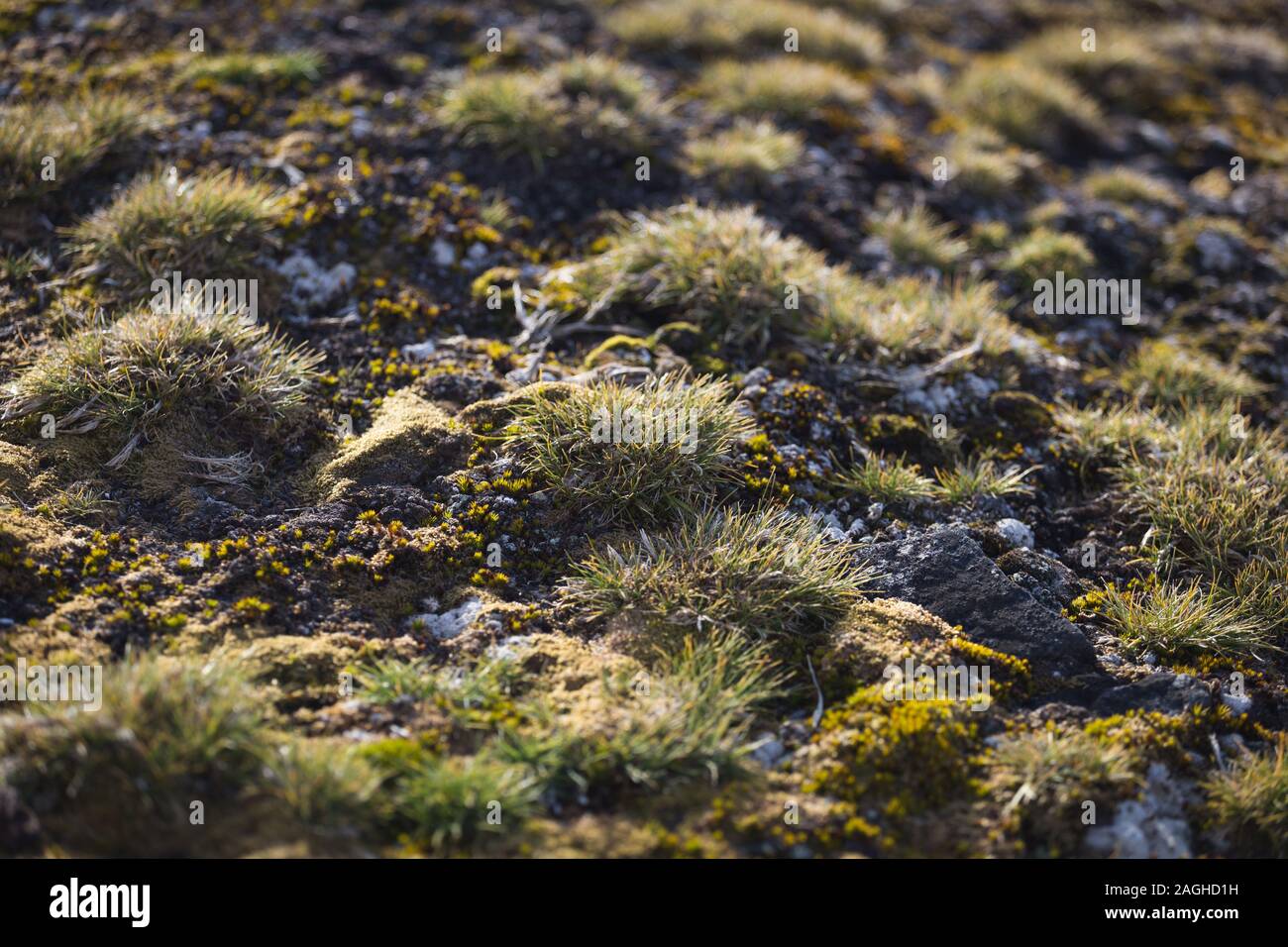 Antarktis einheimische pflanzen -Fotos und -Bildmaterial in hoher Auflösung  – Alamy