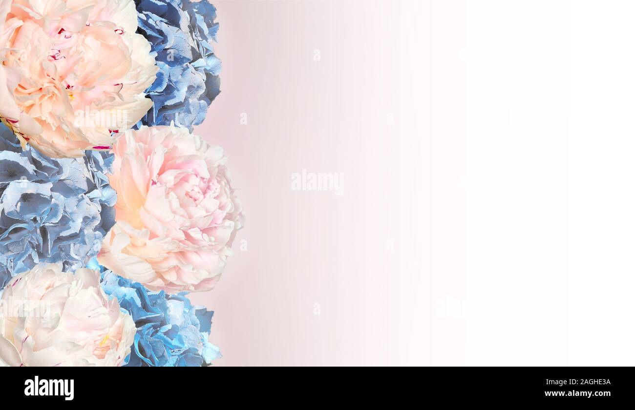 Elegante floral background mit sanftem rosa Pfingstrosen und Blaue Hortensie Blumen. Romantischen botanischen Design für Grußkarte, Einladung Hochzeit, Web Stockfoto