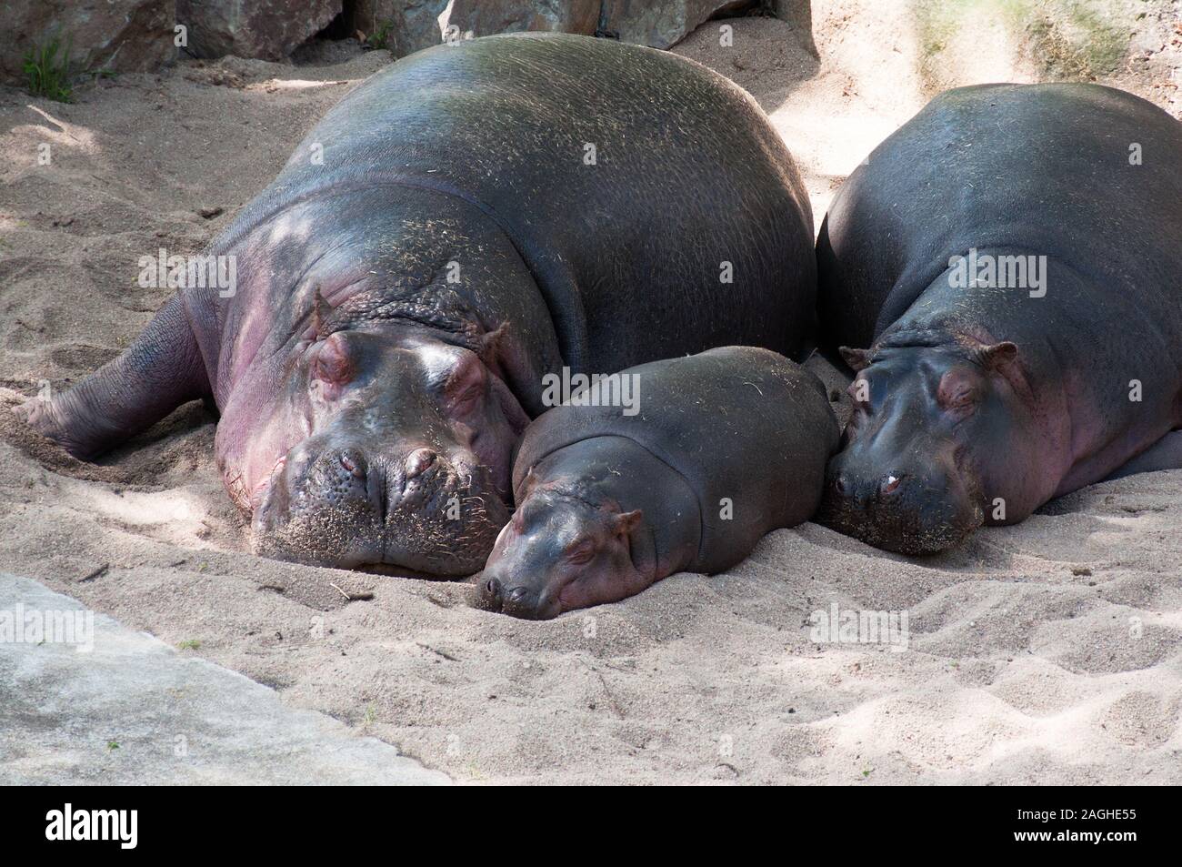 Familie der Flusspferde schläft auf dem Sand Stockfoto