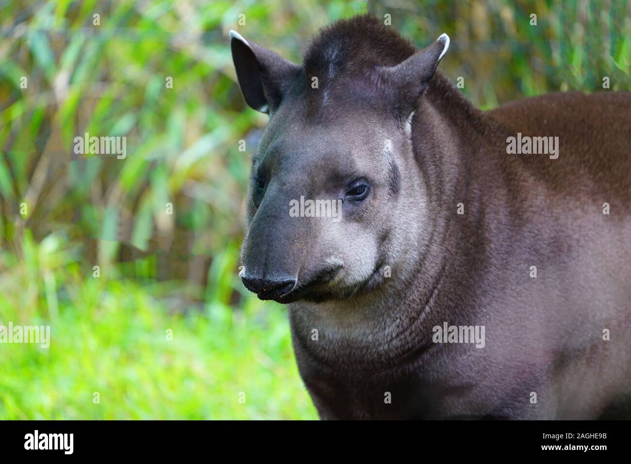 Anzeigen eines Südamerikanischen Tapire (Tapirus) an der Melbourne Zoo Stockfoto