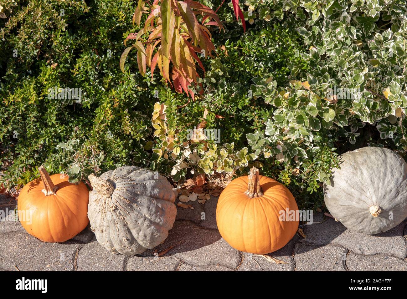 Orange und Weiß Kürbis als Dekoration an der Außenseite eines landwirtschaftlichen Markt vor einem wunderschönen farbigen Werk Bett an einem sonnigen Herbsttag. Backgroun Stockfoto