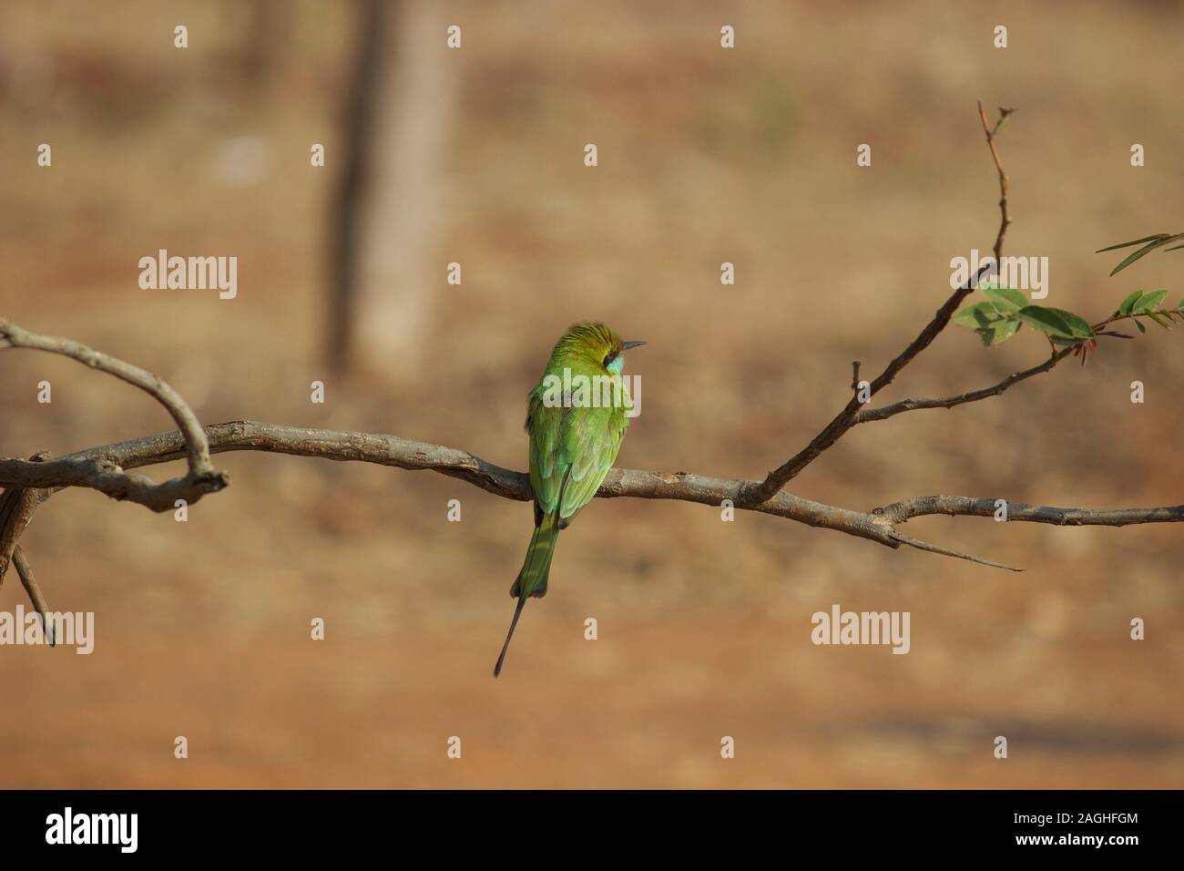 In der Nähe von Green Bee Eater ruht auf einem kleinen Baum Niederlassung im Wald im ländlichen Indien Stockfoto