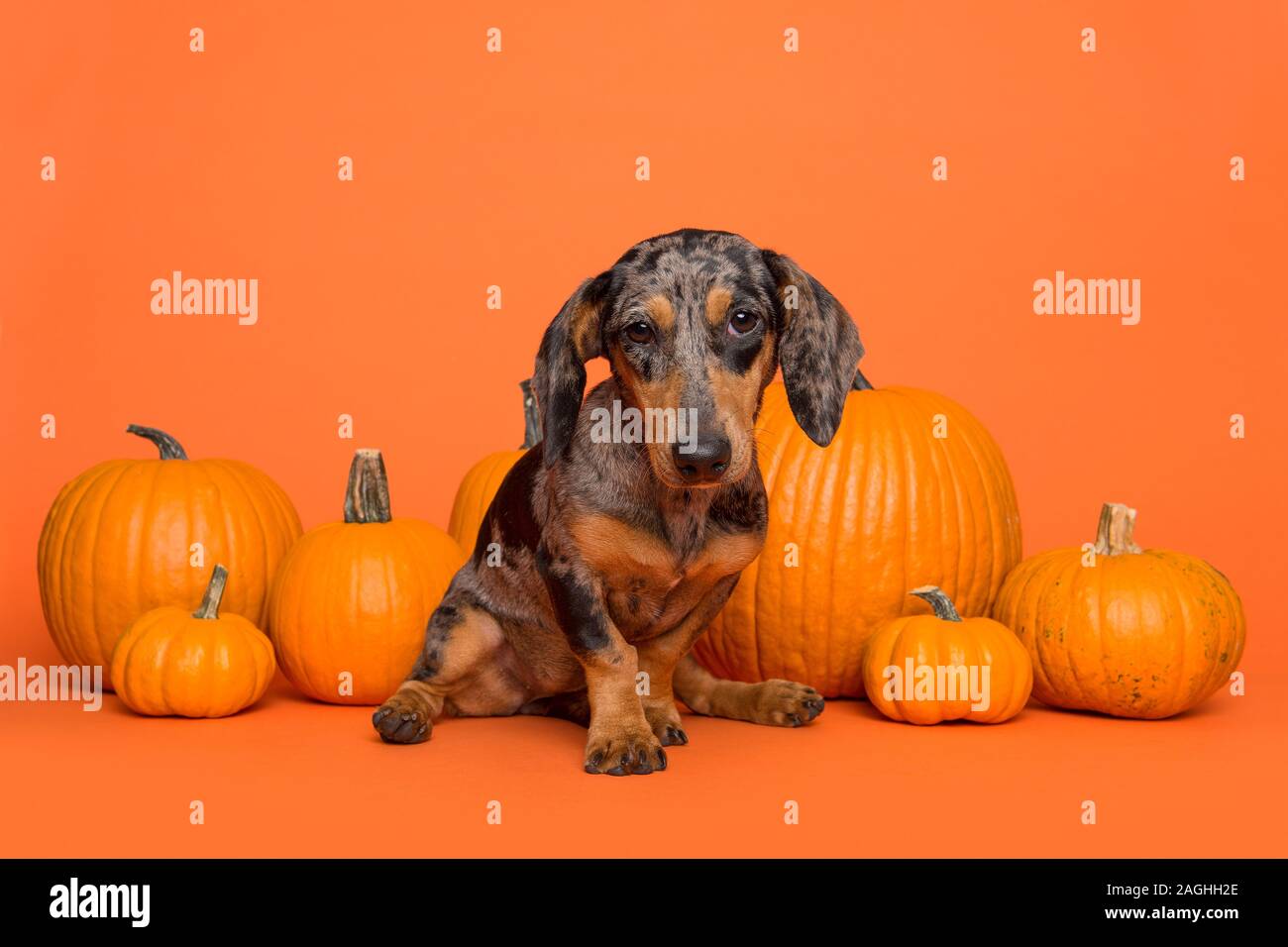 Niedlichen dackel Welpen zwischen orange Kürbisse auf orangem Hintergrund sitzen Stockfoto