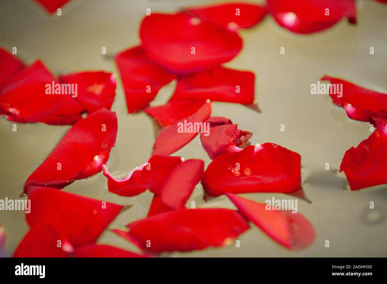 Einzelne Wassertropfen liegen auf einem perfekten Rosenblüte Stockfoto