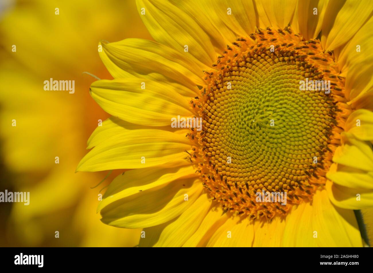 flor de girasol Stockfoto