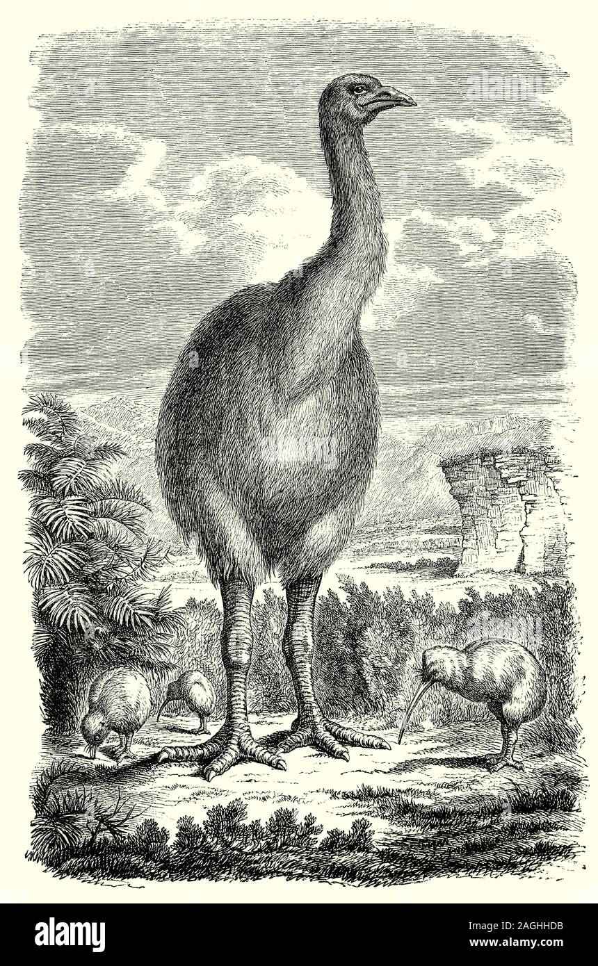 Ornithologie: Zucht und Nester: Moa, einer inzwischen ausgestorbenen flugunfähigen Vogel endemisch in Neuseeland. Die beiden größten Arten, Dinornis robustus und Dinornis novaezelandiae, erreicht über 3,6 m (12 ft) Höhe mit Hals ausgestreckt, und wog ca. 230 kg (510 lb). Es wird geschätzt, dass die polynesier Neuseeland ca. 1280 besiedelt, die moa Bevölkerung über 58.000 war und sie waren die beherrschenden Pflanzenfresser auf der Neuseeländischen Wald, Shrubland und subalpine Ökosystem. Vor allem durch Überjagung von den Māori, Moa starben ca. 1300 - 1440. Stockfoto