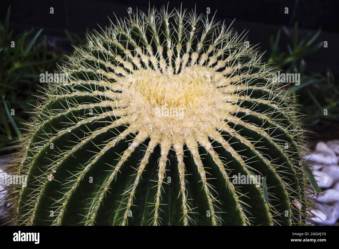 Cactus plant turkey -Fotos und -Bildmaterial in hoher Auflsung  Alamy