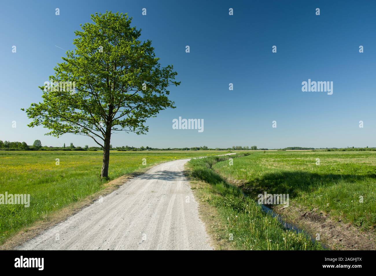 Einsamen großen grünen Baum nächste Straße, Horizon und blauen wolkenlosen Himmel zu Kies Stockfoto