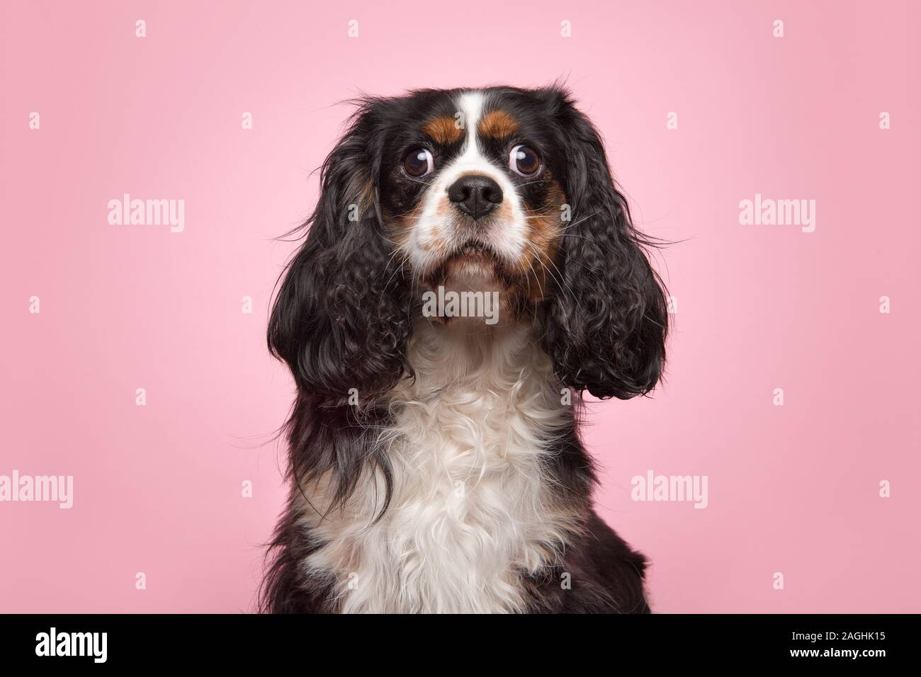 Porträt der King Charles Spaniel in die Kamera schaut auf einem rosa Hintergrund Stockfoto