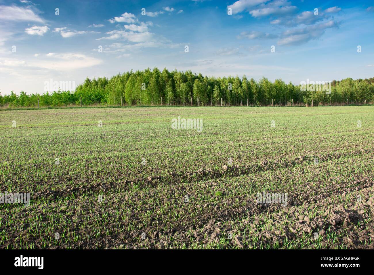 Junge Weizen auf Feld, Wald am Horizont und die weißen Wolken am blauen Himmel Stockfoto