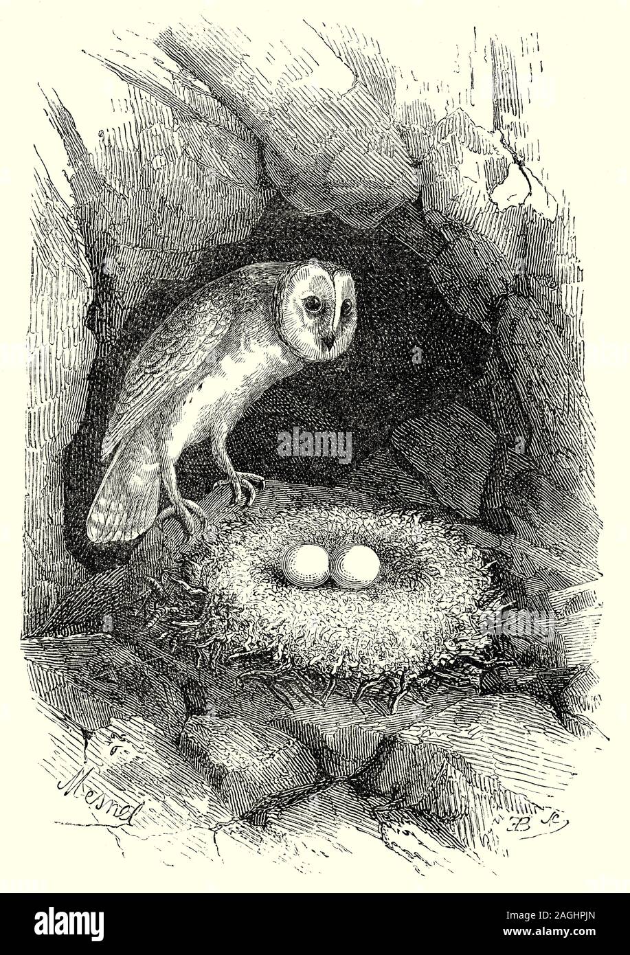Ornithologie: Zucht und Nester: Die schleiereule (Tyto alba) ist die am weitesten verbreiteten Arten von Owl und fanden fast überall in der Welt außer Polar- und Wüstenregionen. Nesting findet zwischen März und Juni, wenn die Temperaturen steigen und die Höhe der Beute - Reich der Nahrungssuche Lebensraum um das Nest und oft mit der Phase der Nagetier fülle Zyklus. Schleiereulen sind Hohlraum nesters, indem sie Löcher in Bäume, Spalten in Felswänden und, vor allem in Europa, alte Gebäude wie Bauernhof Schuppen und Kirchtürme. Stockfoto