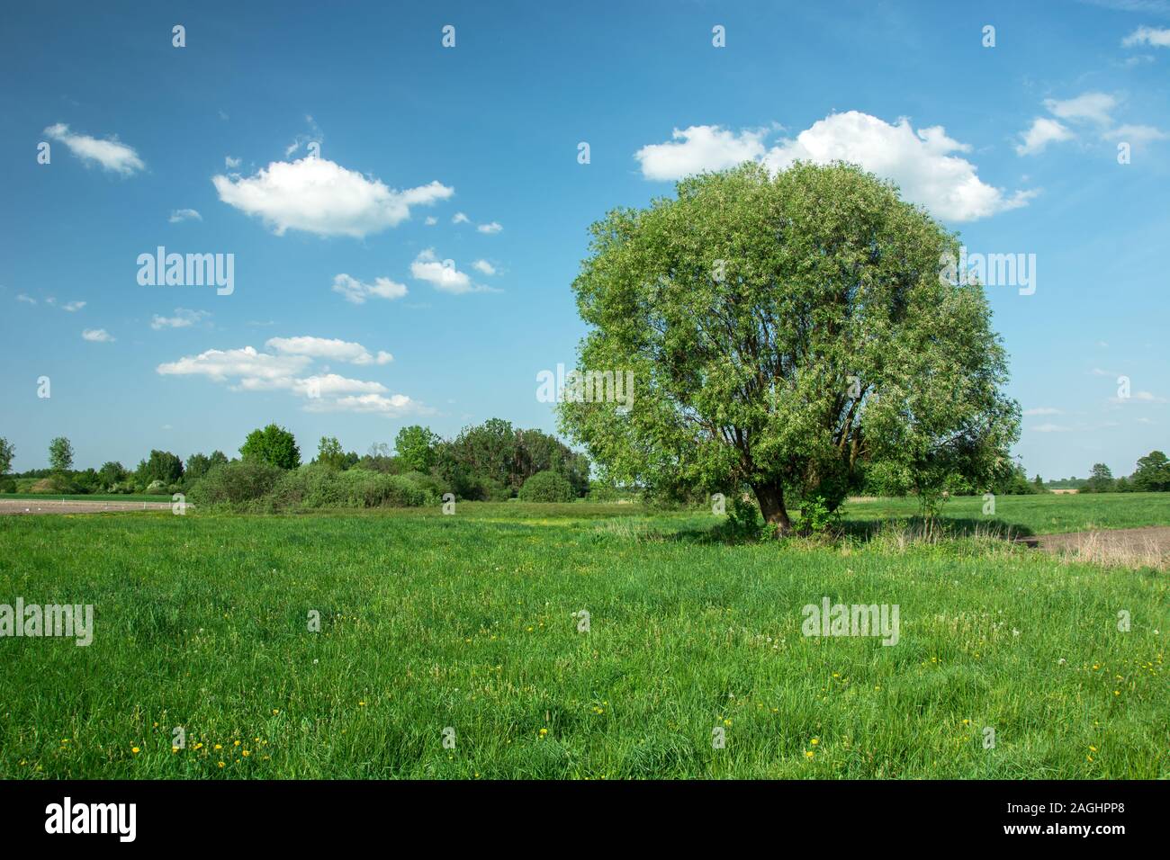 Großer Baum auf einer grünen Wiese und weißen Wolken am blauen Himmel Stockfoto
