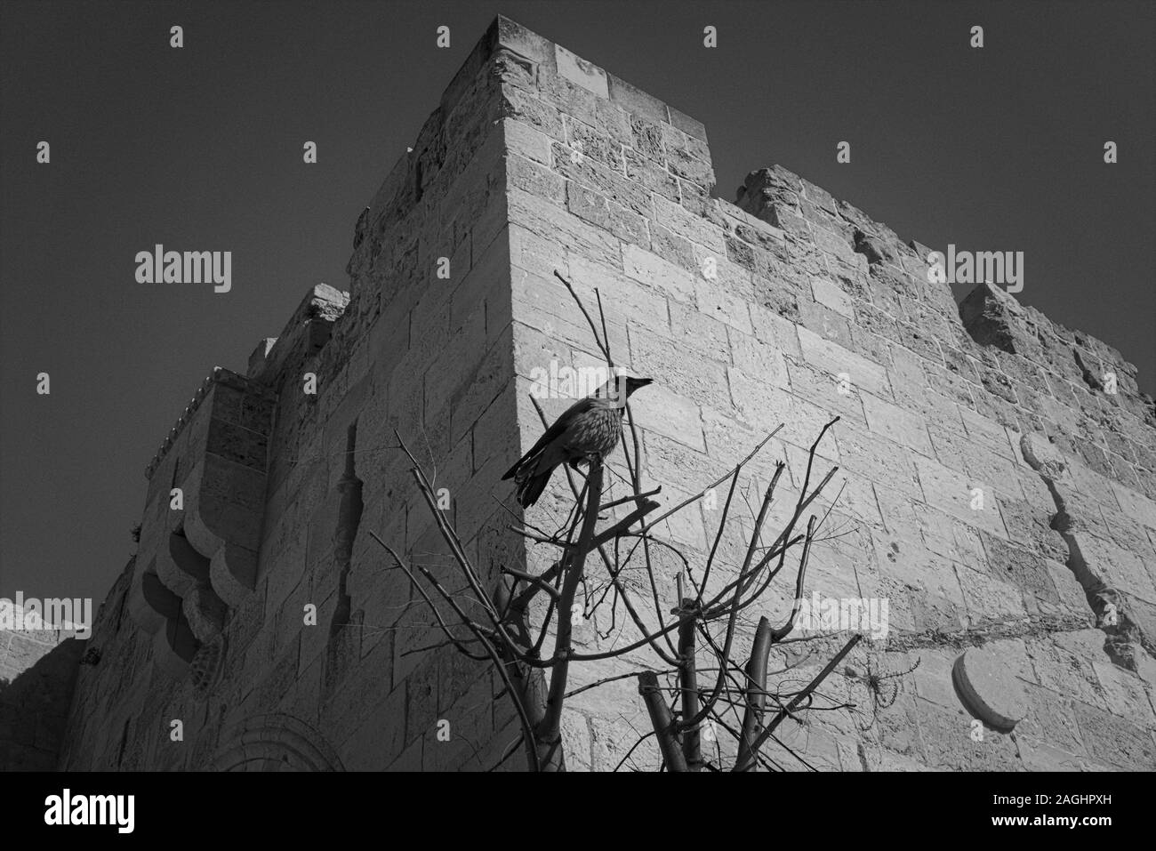 Alte Stadtmauer mit Krähe Stockfoto