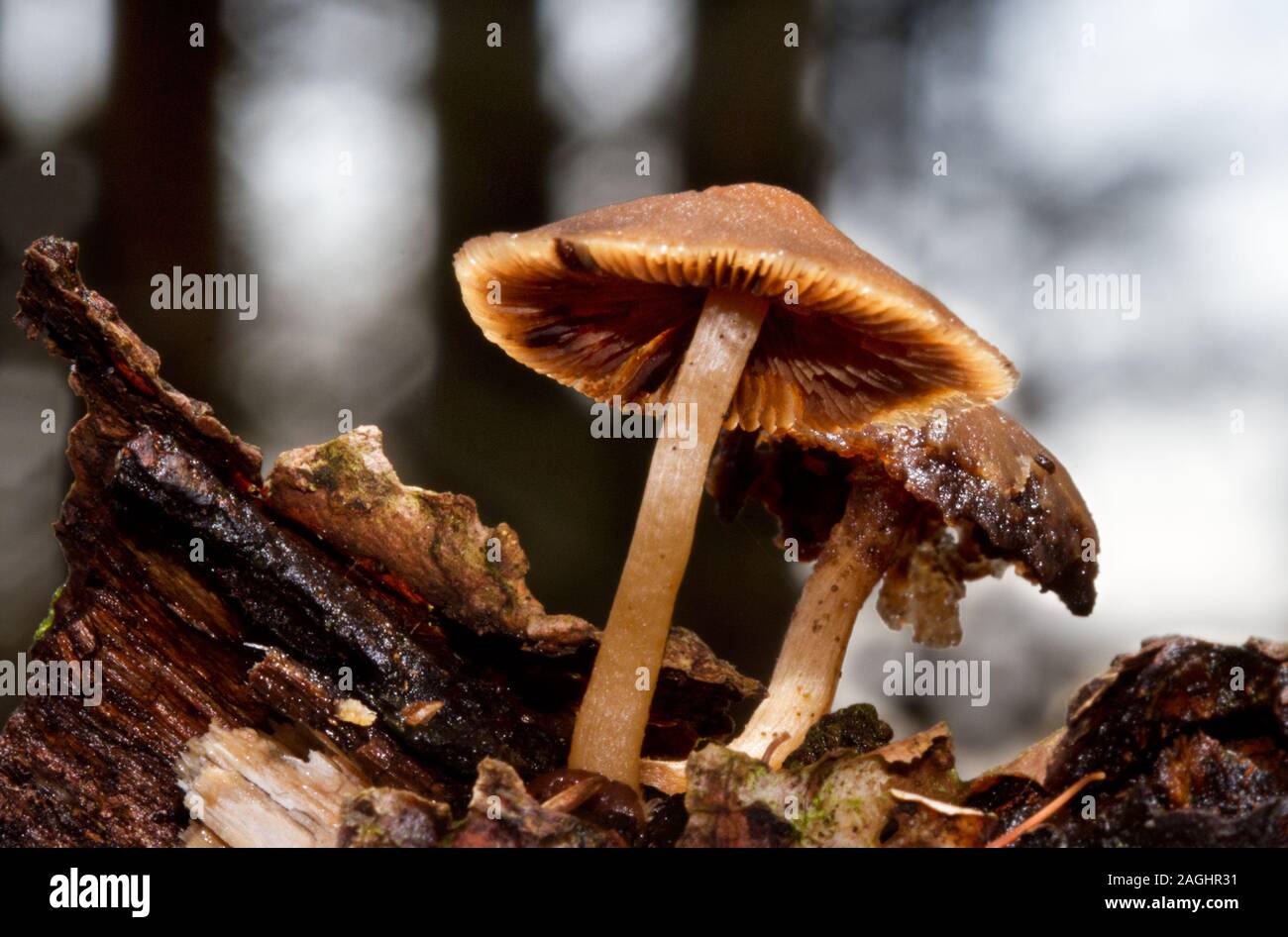 Schleimige verfallende Mycena Pilze auf feuchten verrottendes Holz im Wald Stockfoto