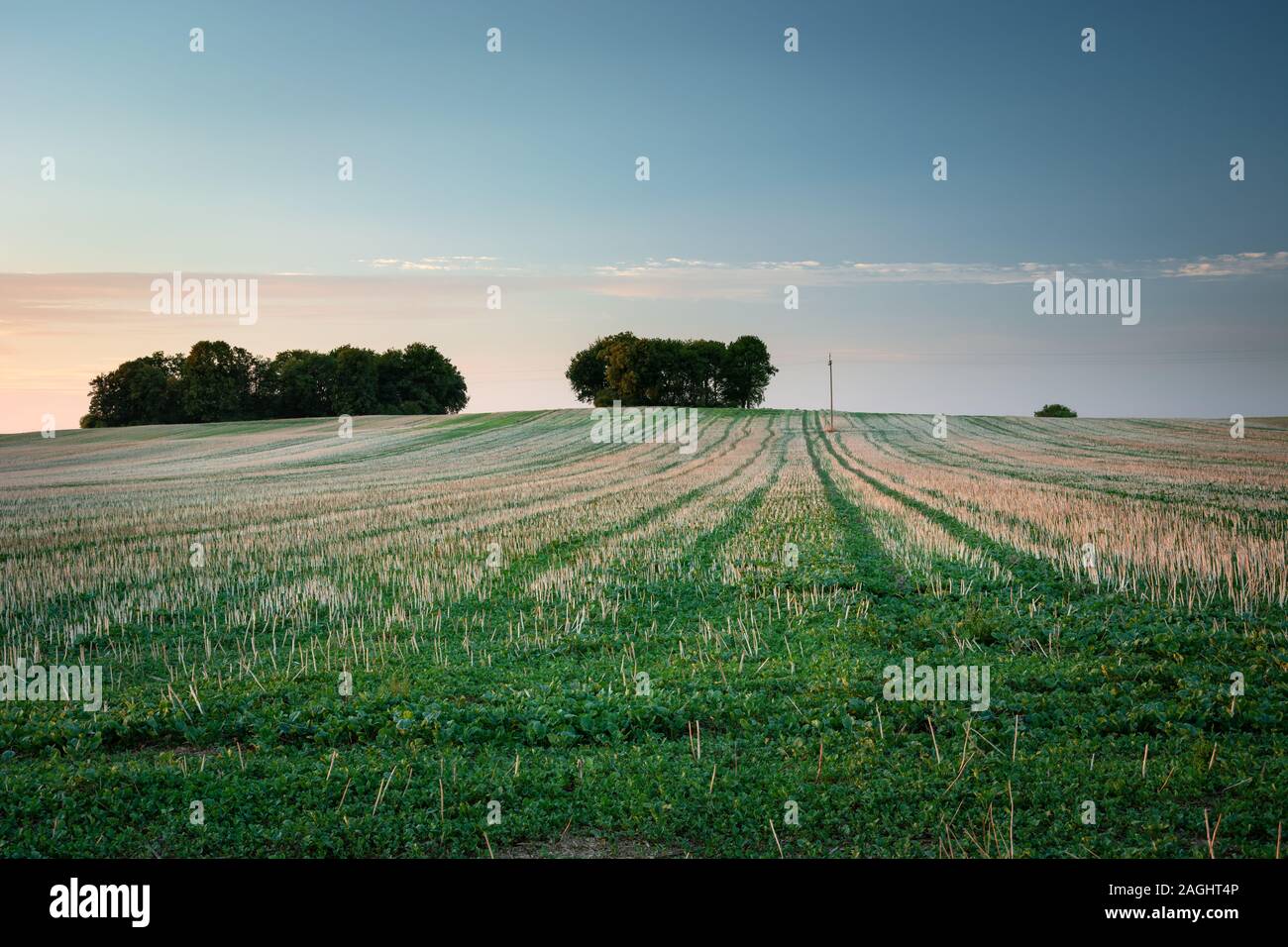 Feld gemäht, Bäume am Horizont und Sky, Sommer Abend anzeigen Stockfoto