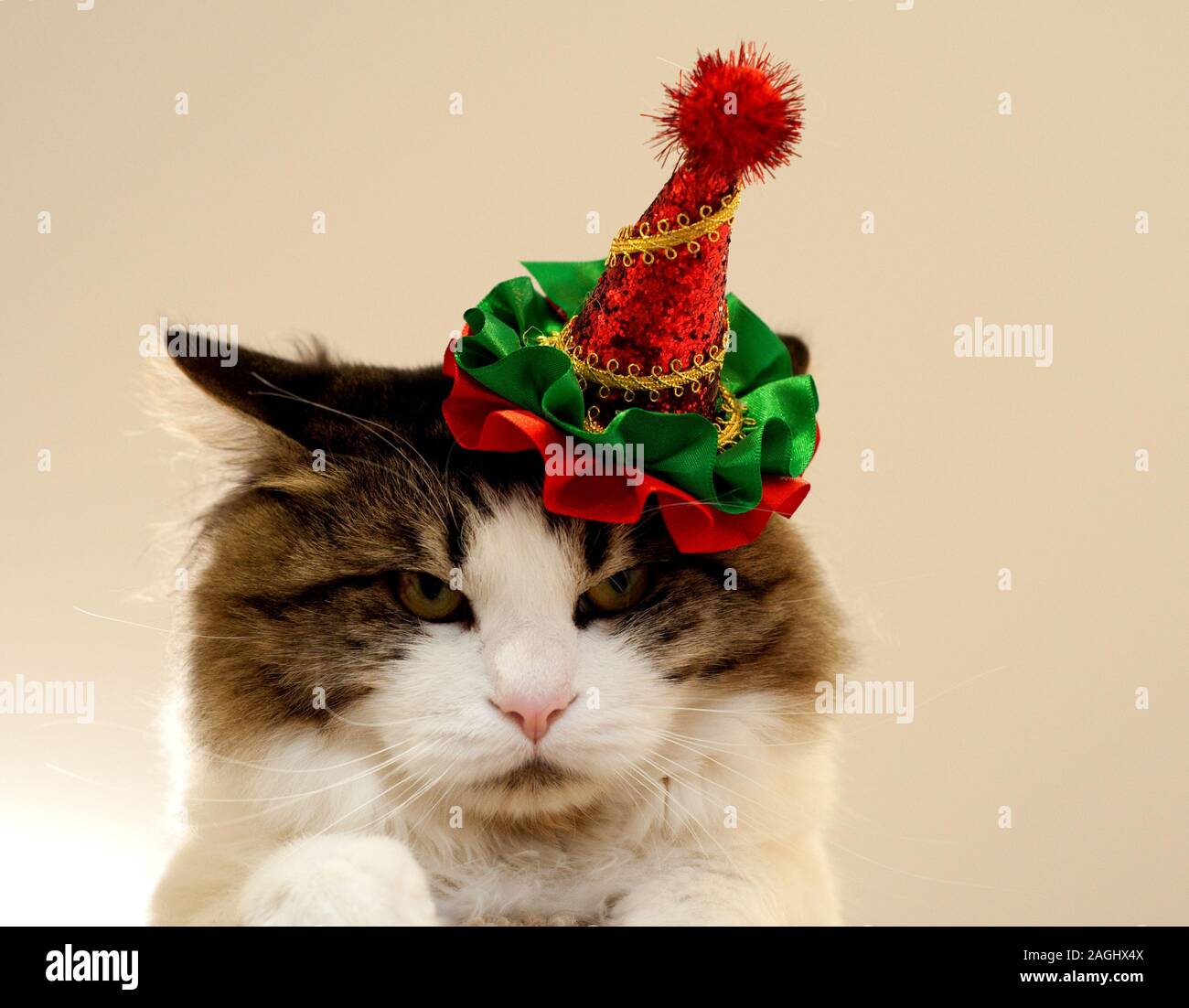 Die Katze Im Hut Stockfotografie Alamy