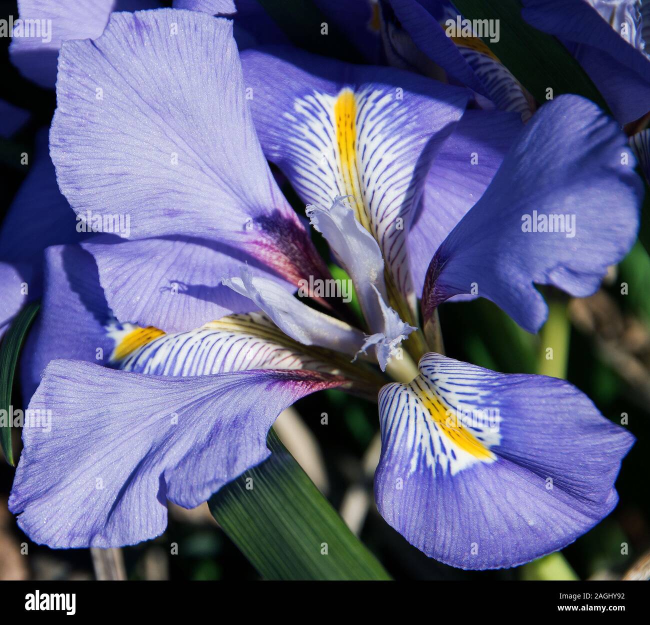 Iris Winter Stockfotos und bilder Kaufen Alamy