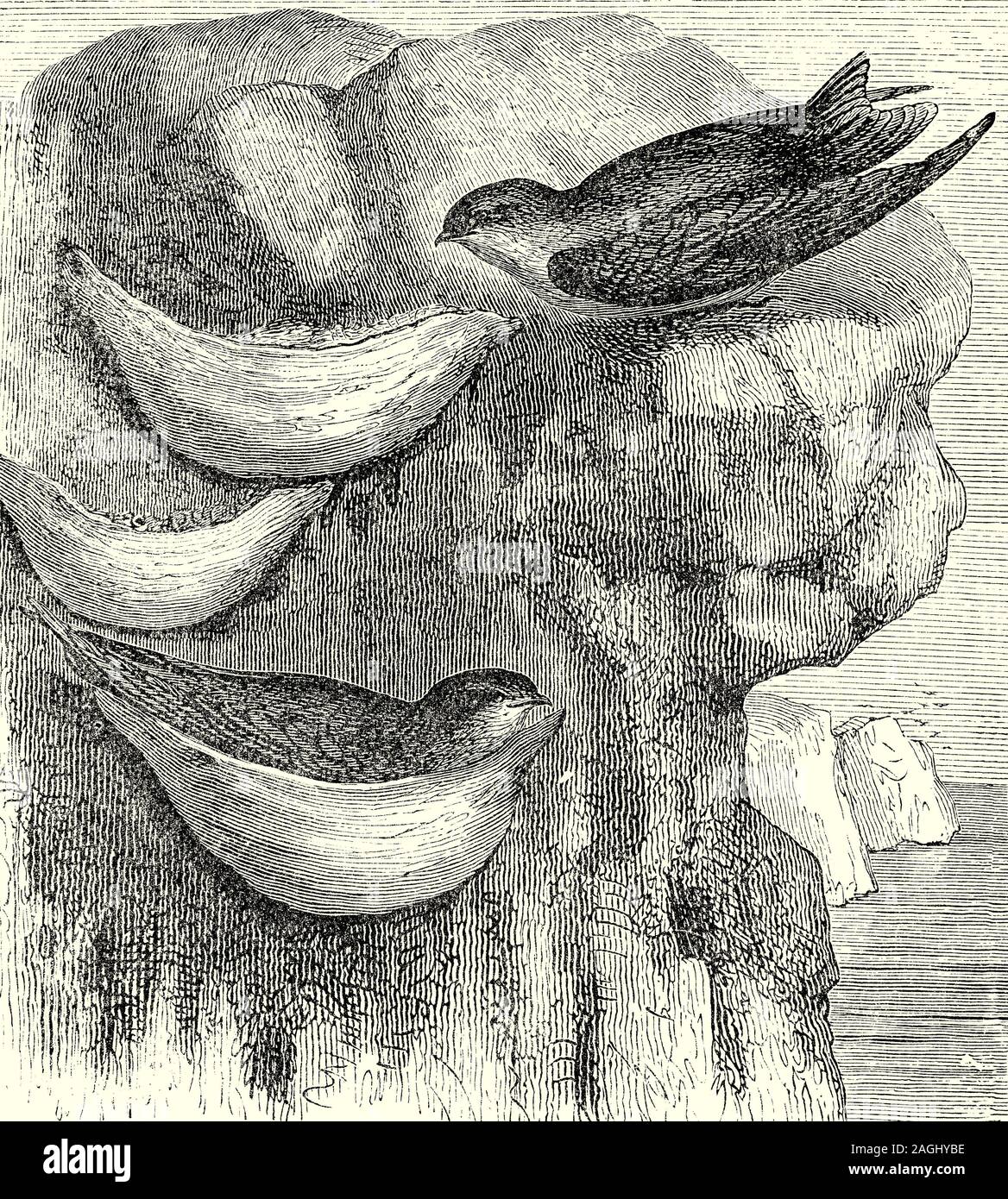 Ornithologie: Zucht und Nester: Die ESSBAREN-nest Swiftlet (Aerodramus fuciphagus), auch bekannt als der "Weiße-nest Swiftlet, ist ein kleiner Vogel der SWIFT-Produktfamilie, die in Süd-Ost Asien. Eine koloniale Nester, sein Nest, vollständig aus dem Gewinde der ihren Speichel gebaut, in den hohen, dunklen Ecken an Höhlenwände, verwendet, ist der berühmte chinesische Delikatesse zu machen, Bird's Nest Suppe. Sie sind Insektenfresser und in der Regel ihre wohnhöhle während des Tages verlassen, um Futter und zurück in der Nacht zu schlafen. Männchen und Weibchen sehen ähnlich aus, sind monogam und beide Partner beteiligen sich an der Pflege der Nestlinge. Stockfoto