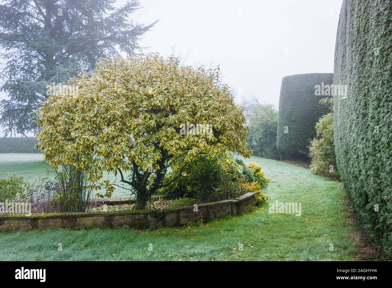 Ein prachtexemplar Eleagnus x 'goldenen Rand seiner ganzjährig Interesse unabhängig von Jahreszeit und Wetter in einen Englischen Garten UK zeigt Stockfoto