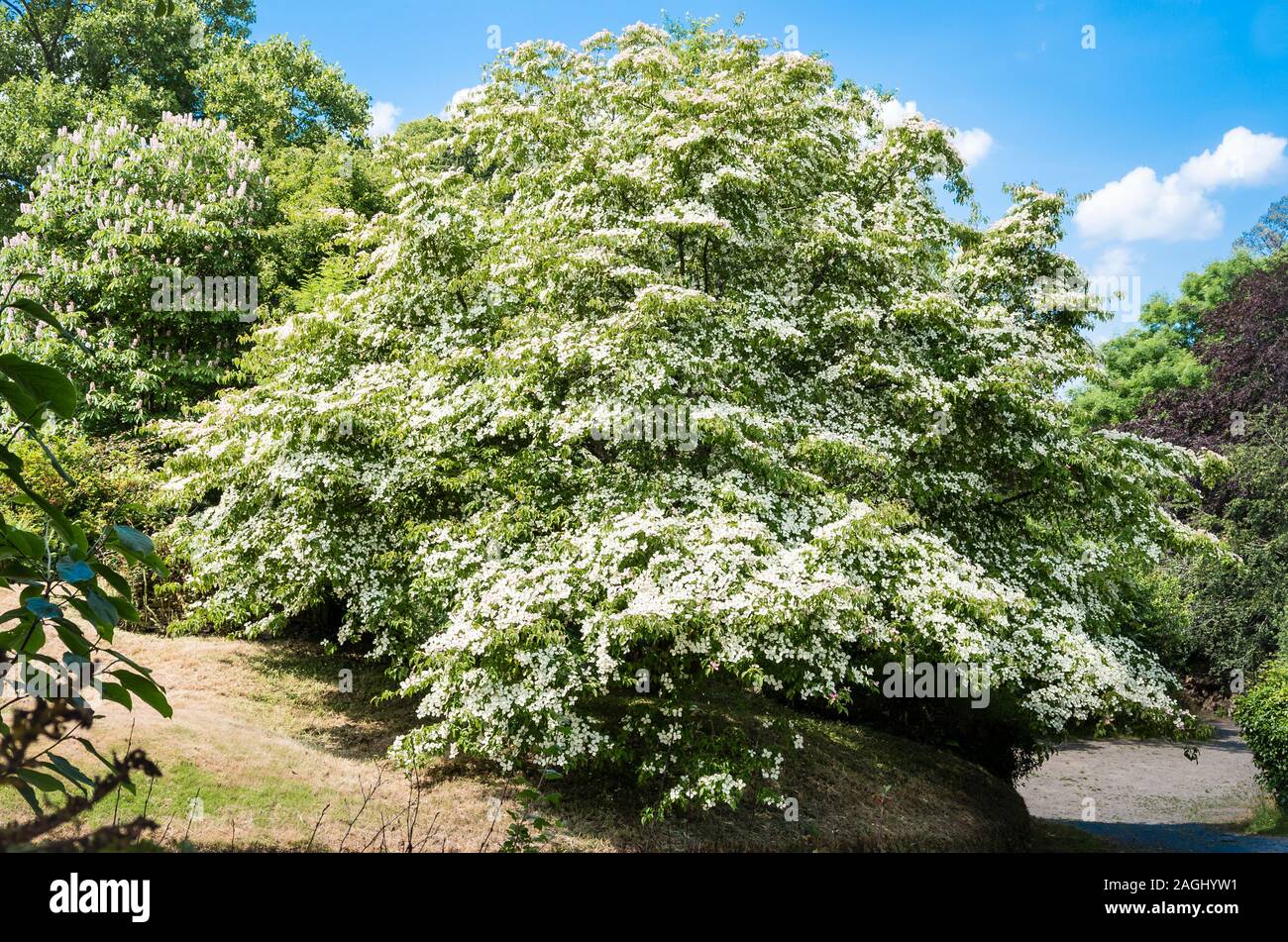 Eine massive Cornus kousa Baum mit eindrucksvollen weißen Hochblätter im Juni in einem Englischen Garten UK Stockfoto