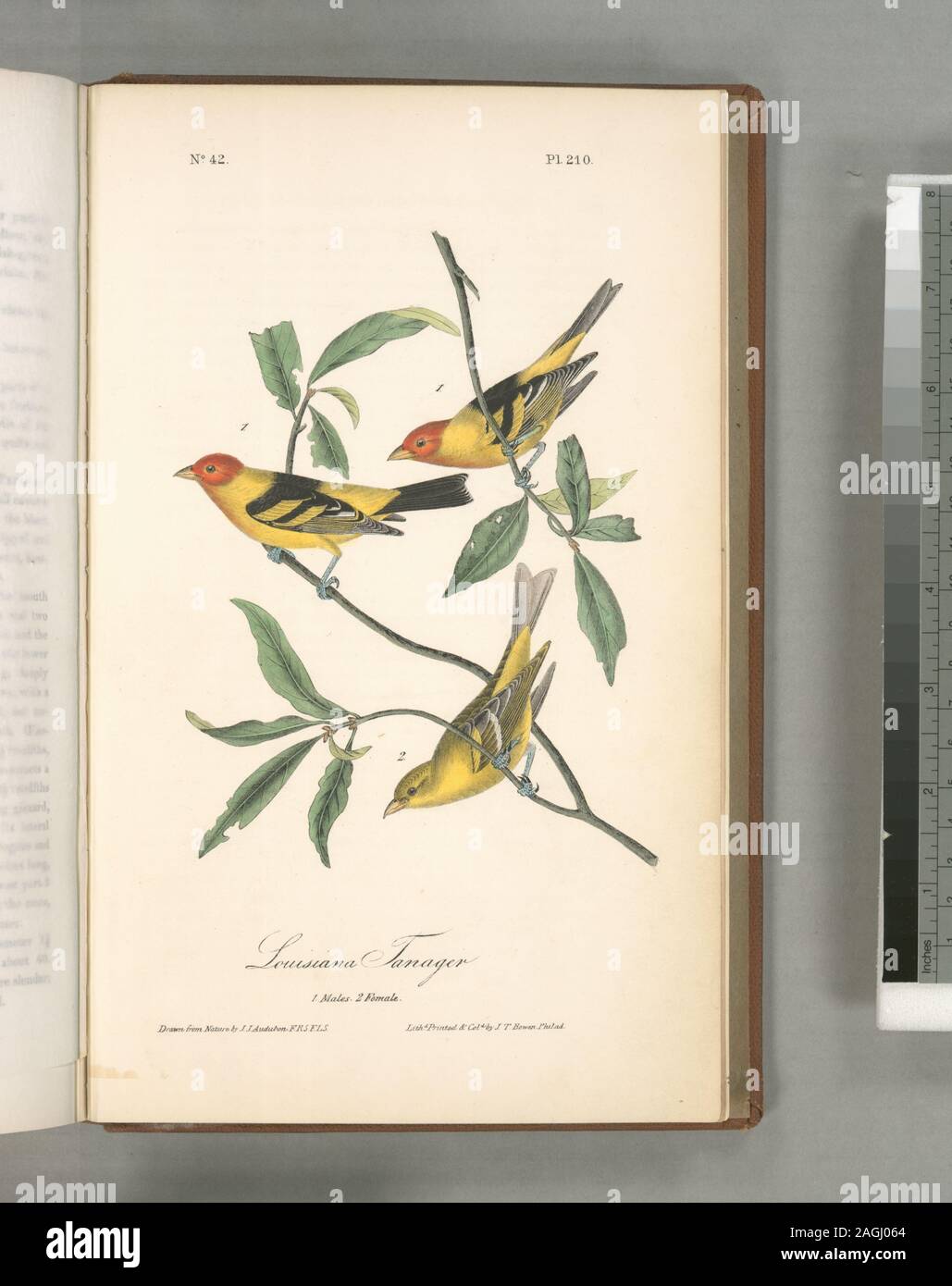 Pyranga Ludoviciana.; Louisiana Tanager. 1. Männer. 2. Frau. Stockfoto
