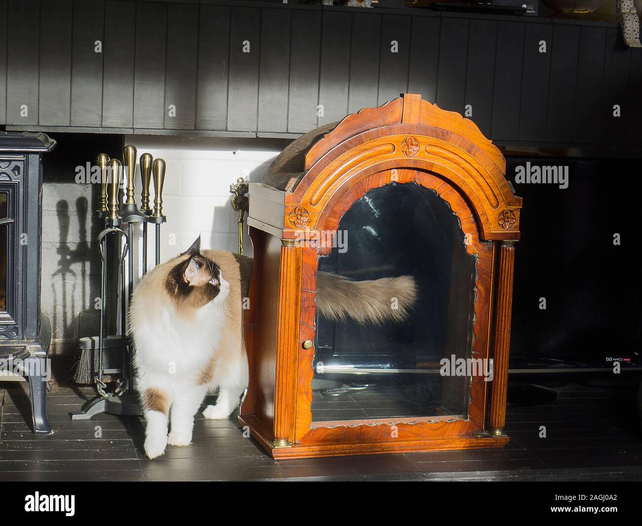 Eine Ragdoll Katze untersucht eine eindringende Objekt drinnen, die Sie vorher noch nicht in Deutschland gesehen hat, Stockfoto