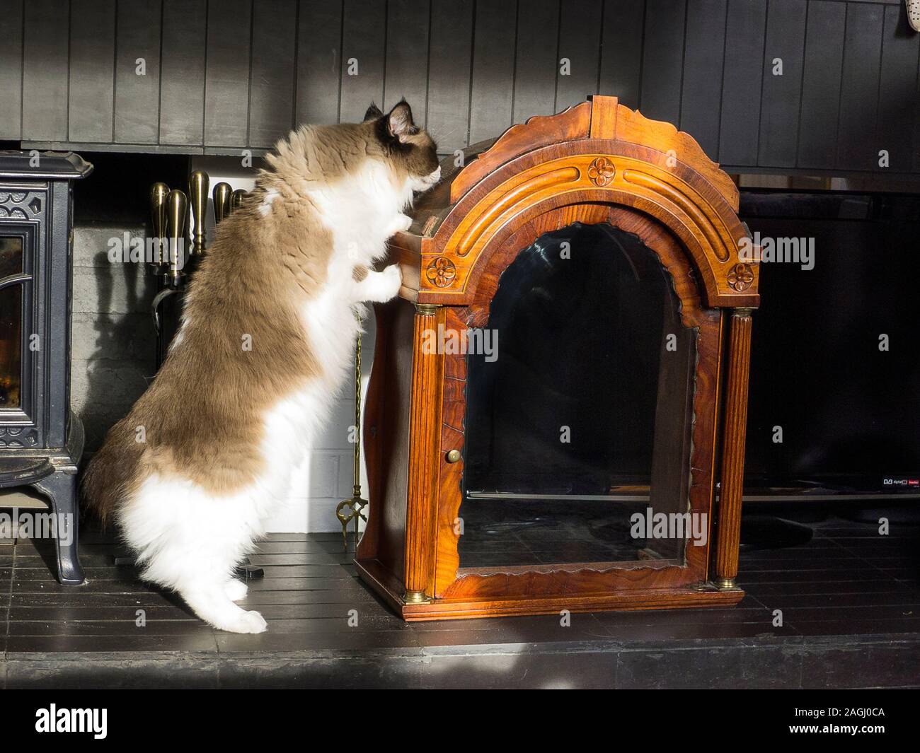 Eine Ragdoll Katze untersucht eine eindringende Objekt drinnen, die Sie vorher noch nicht in Deutschland gesehen hat, Stockfoto