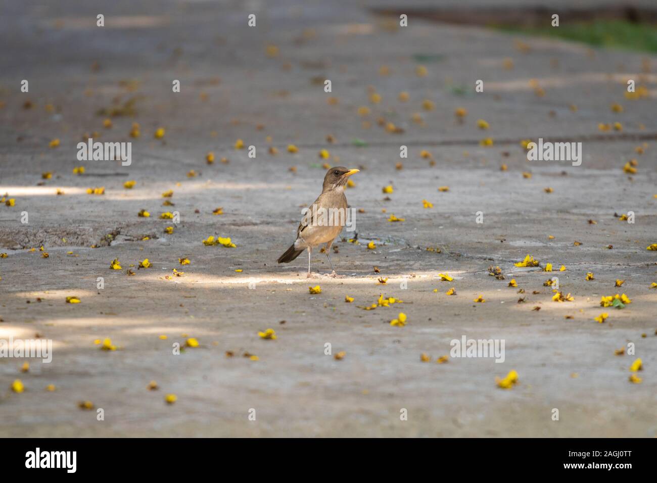 Sperling im Hinterhof mit kleinen gelben Blumen Stockfoto