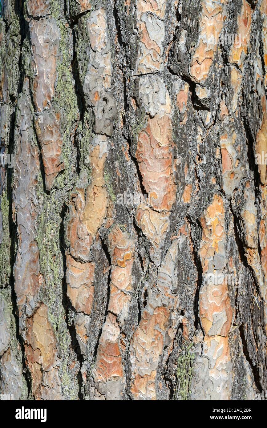 Textur Pine Tree Bark. Natürliche Hintergrund Stockfoto