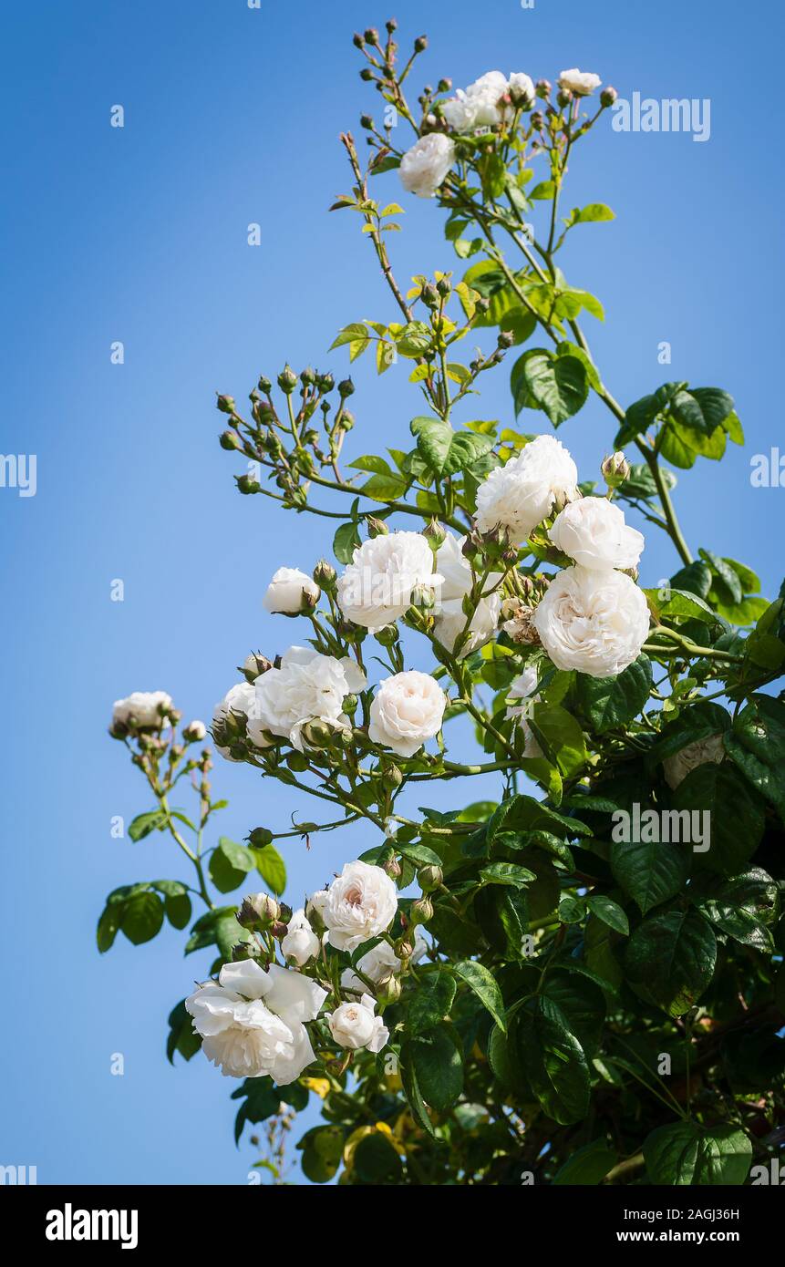 Rosa Long John Silver klettern und Blüte in einem Englischen Garten Stockfoto