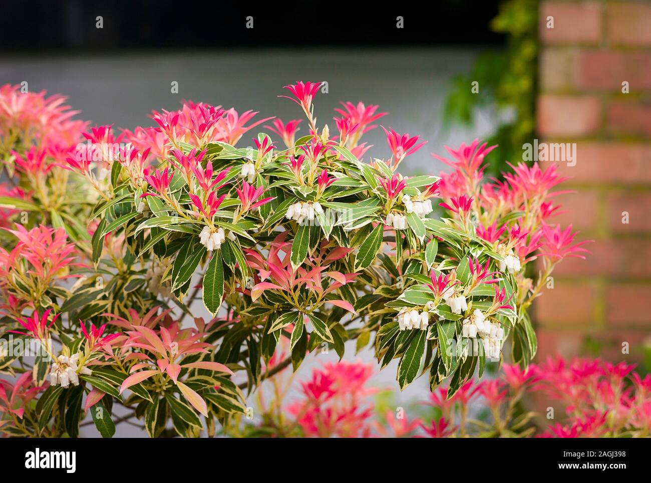 Pieris japonica Flaming Silber ist das neue junge Blätter, die auf den ersten Pink sind bevor Sie bunt grün in einem Englischen Garten Stockfoto