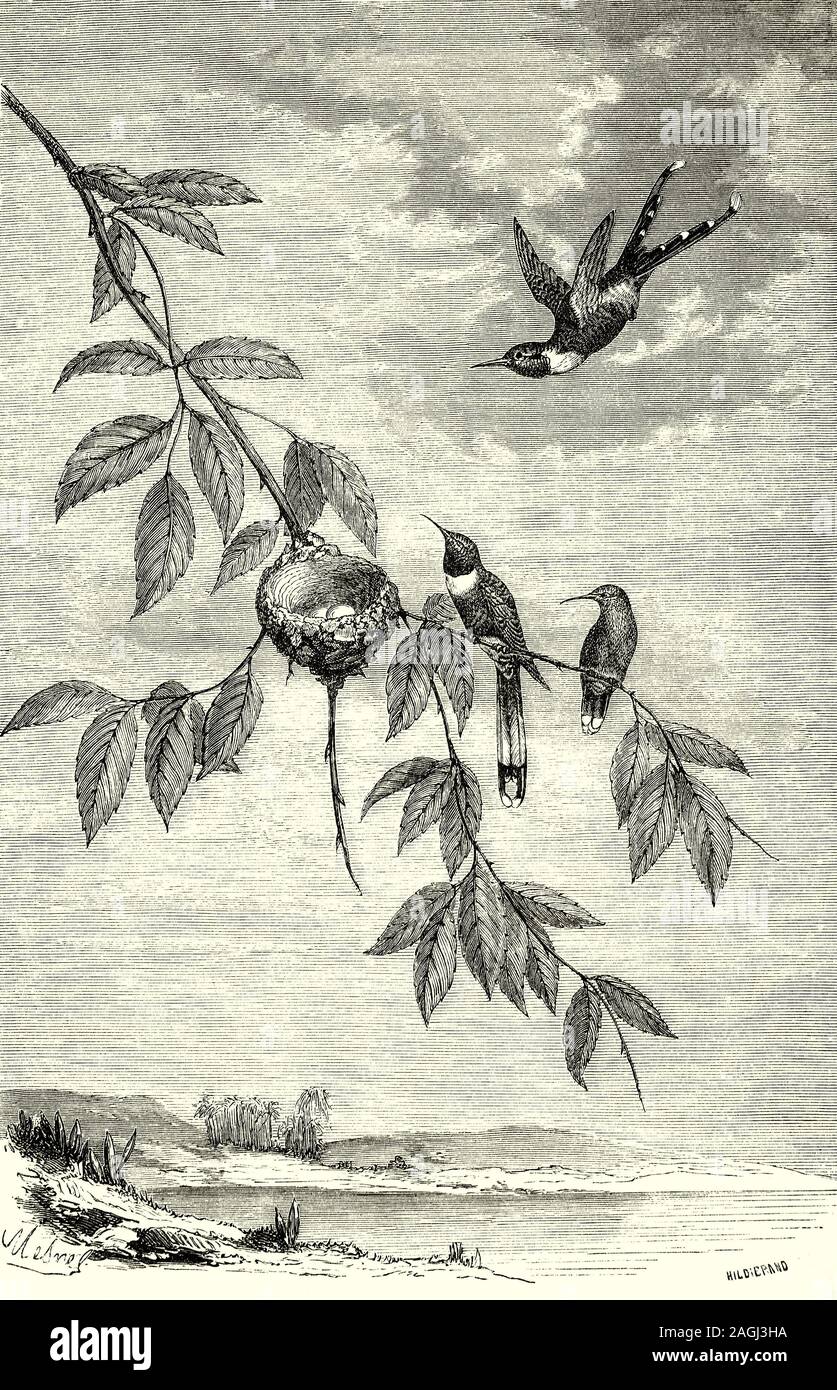 Ornithologie: Zucht und Nester: Die FUNKELNDE-tailed woodstar (Tilmatura dupontii), aka der Sekt-tailed Kolibri, ist eine Vogelart aus der Familie der in Mittelamerika gefunden. Frauen neigen zum Nest in der gleichen Lage, besonders, wenn sie bereits erfolgreich in der gleichen Baum oder Busch, Jahr für Jahr. Das Nest wird in der Regel auf der Grundlage einer horizontalen Gliedmaßen, gelegentlich in krautigen Pflanzen, oft über oder in der Nähe von einem Bach und aus Flechten, Blätter, Rinde, Pflanzenfasern, mit Pflanzen gesäumt von den Unterseiten der Blätter oder die Spinnenseide. Stockfoto