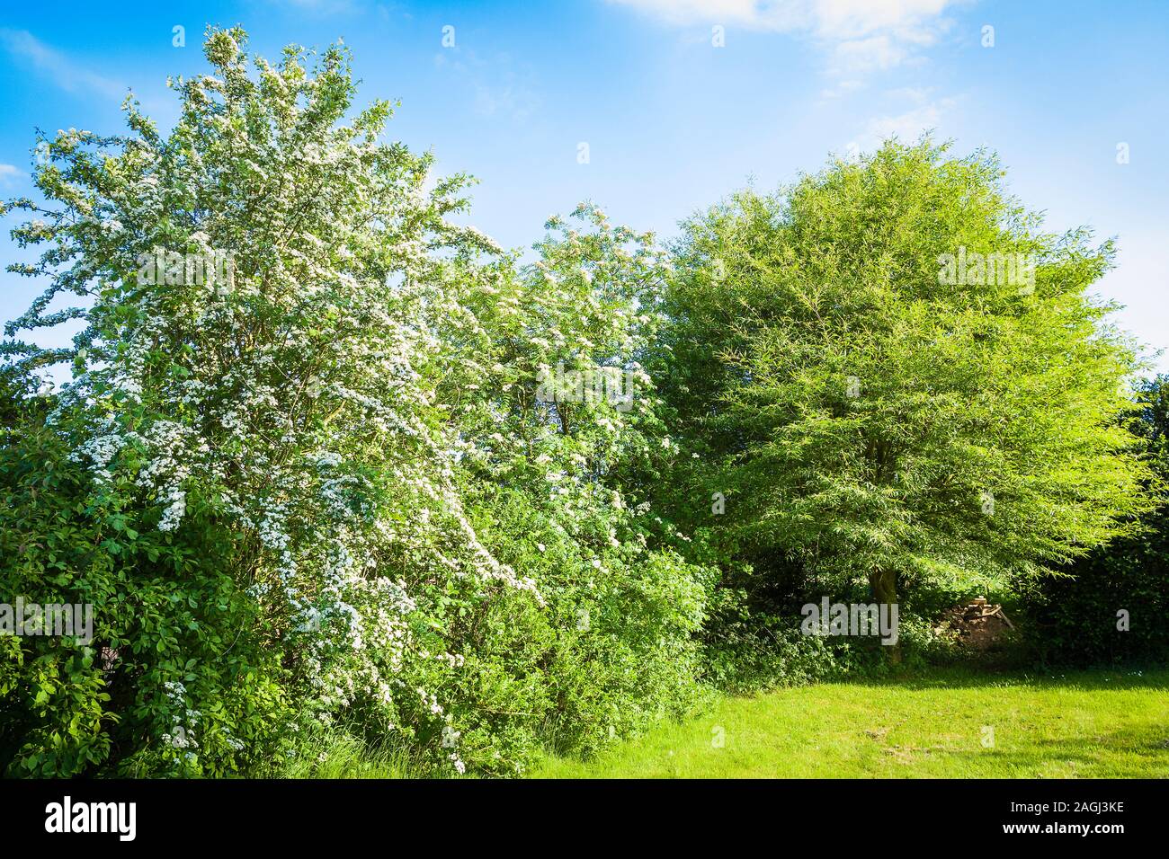 Junge Frühling Wachstum auf drei Laubbäume, die Bestandteil einer Begrenzung hedge im Englischen Garten im Mai Stockfoto