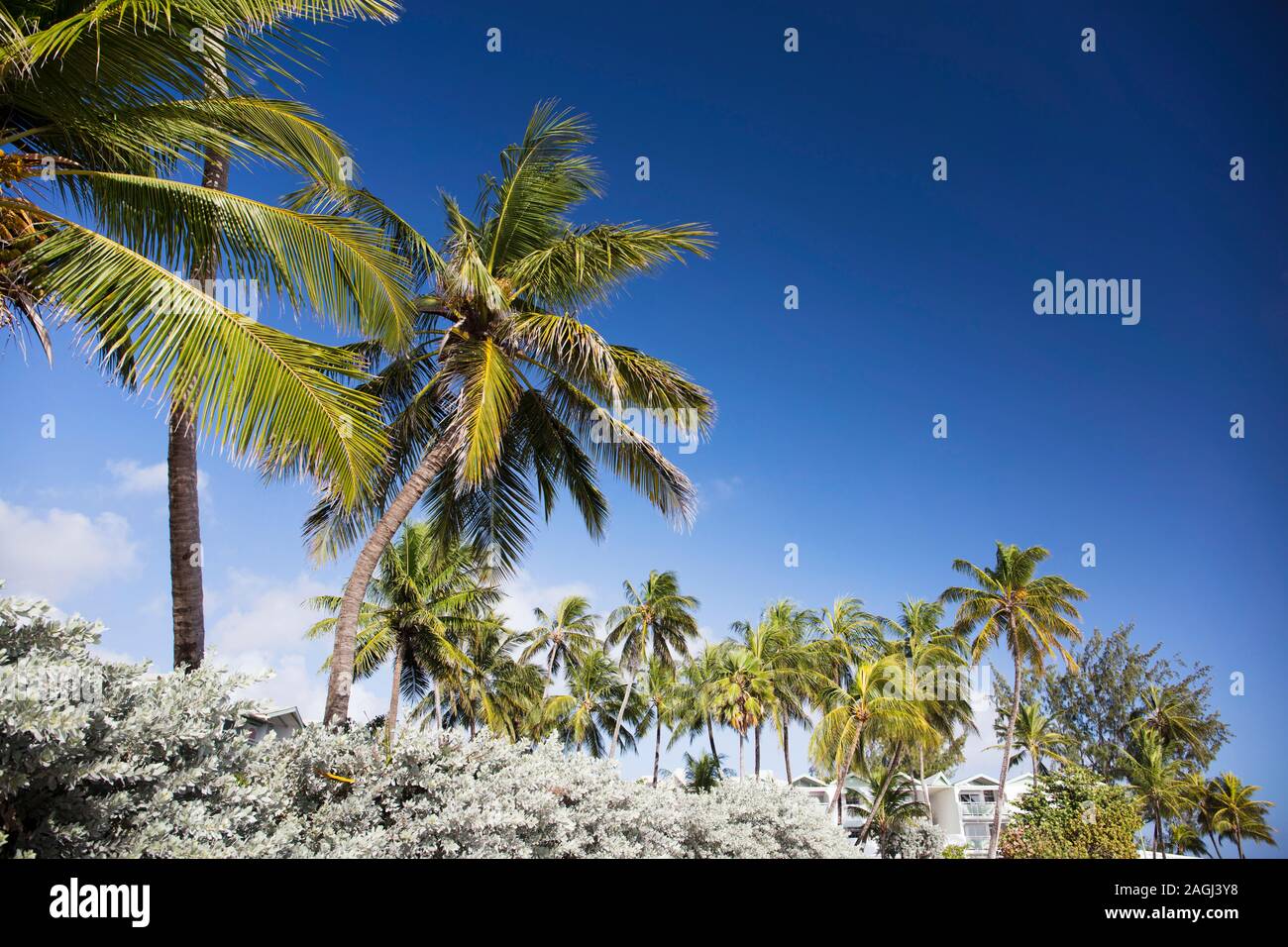 Sommer auf Barbados Insel. Exotische Ferien. Palmen. Türkisblaues Wasser. Sonnigen blauen Himmel. Schönen, weißen Sandstrand. Stockfoto