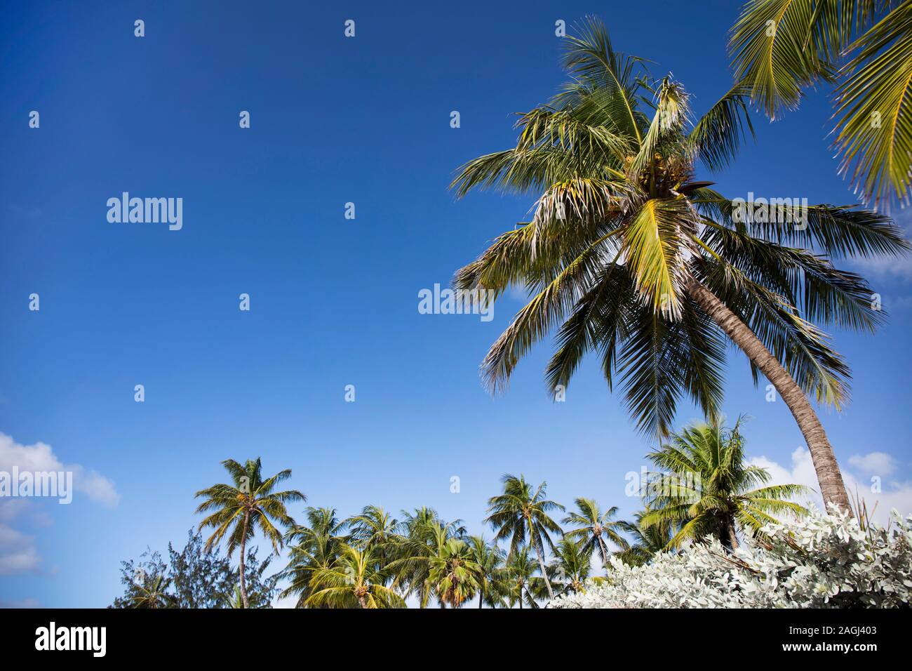 Sommer auf Barbados Insel. Exotische Ferien. Palmen. Türkisblaues Wasser. Sonnigen blauen Himmel. Schönen, weißen Sandstrand. Stockfoto