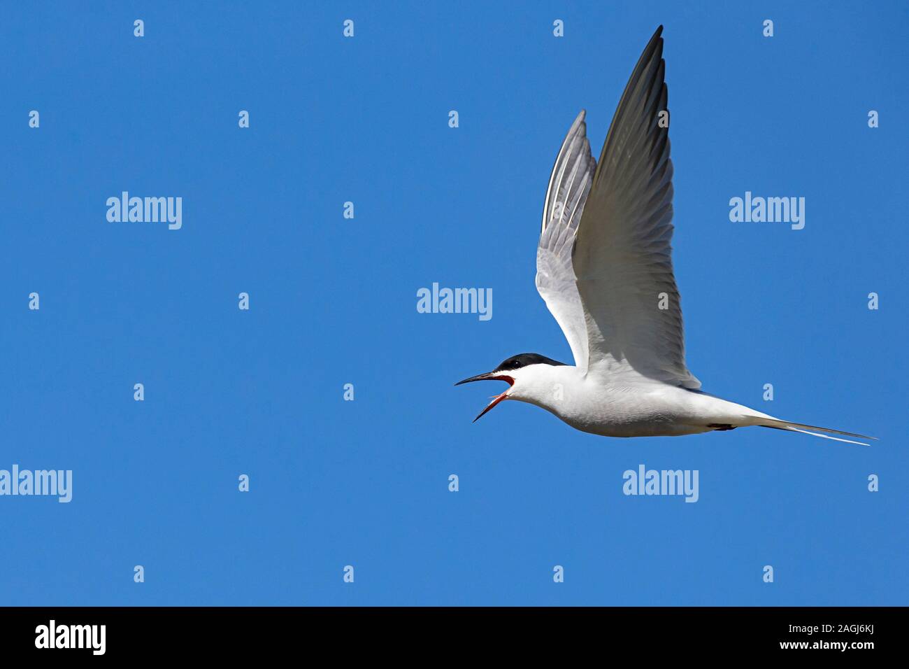 Aufruf der Flussseeschwalbe (Sterna hirundo, Unterarten longipennis) im Flug Stockfoto