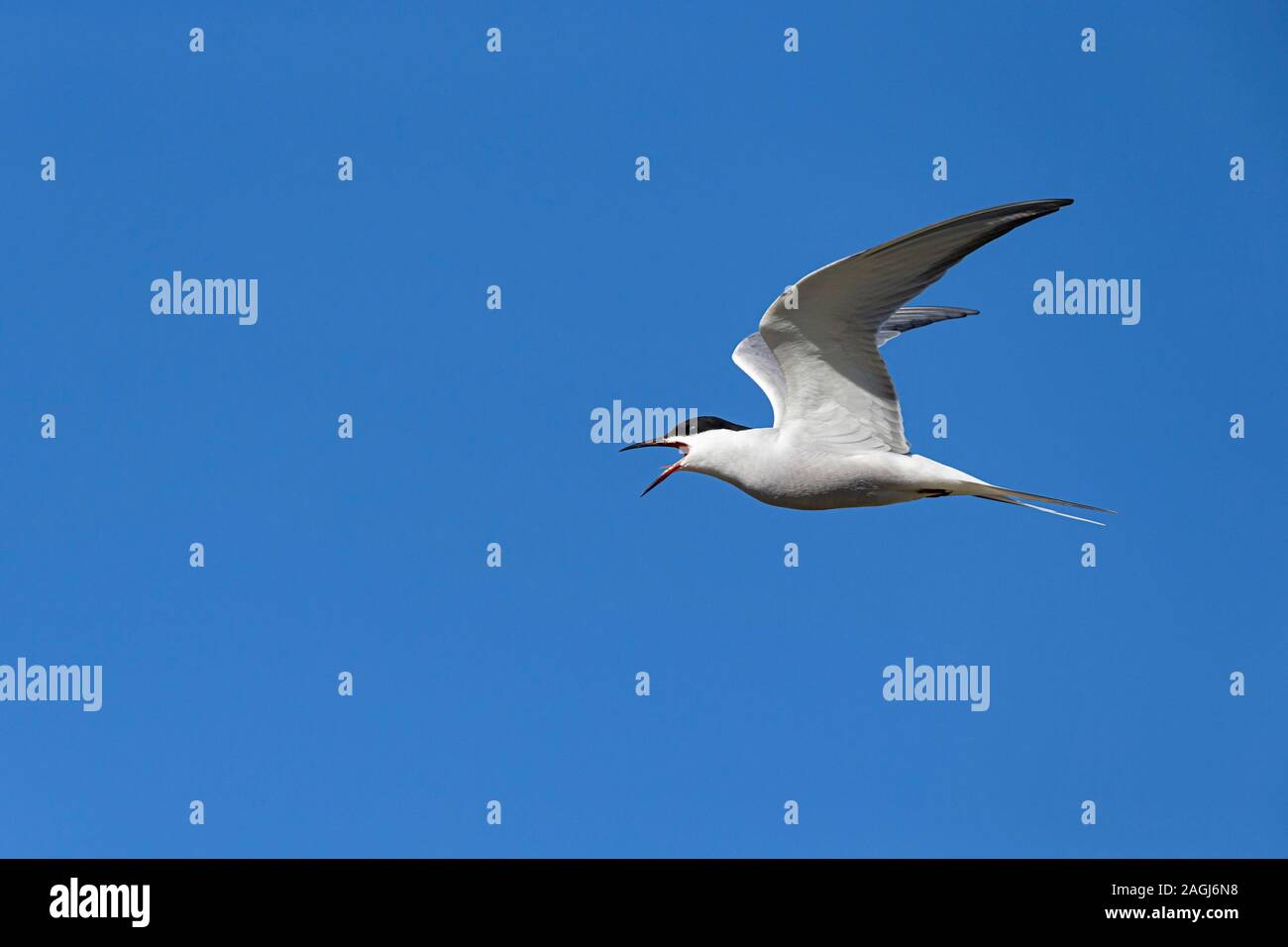 Aufruf der Flussseeschwalbe (Sterna hirundo, Unterarten longipennis) im Flug Stockfoto