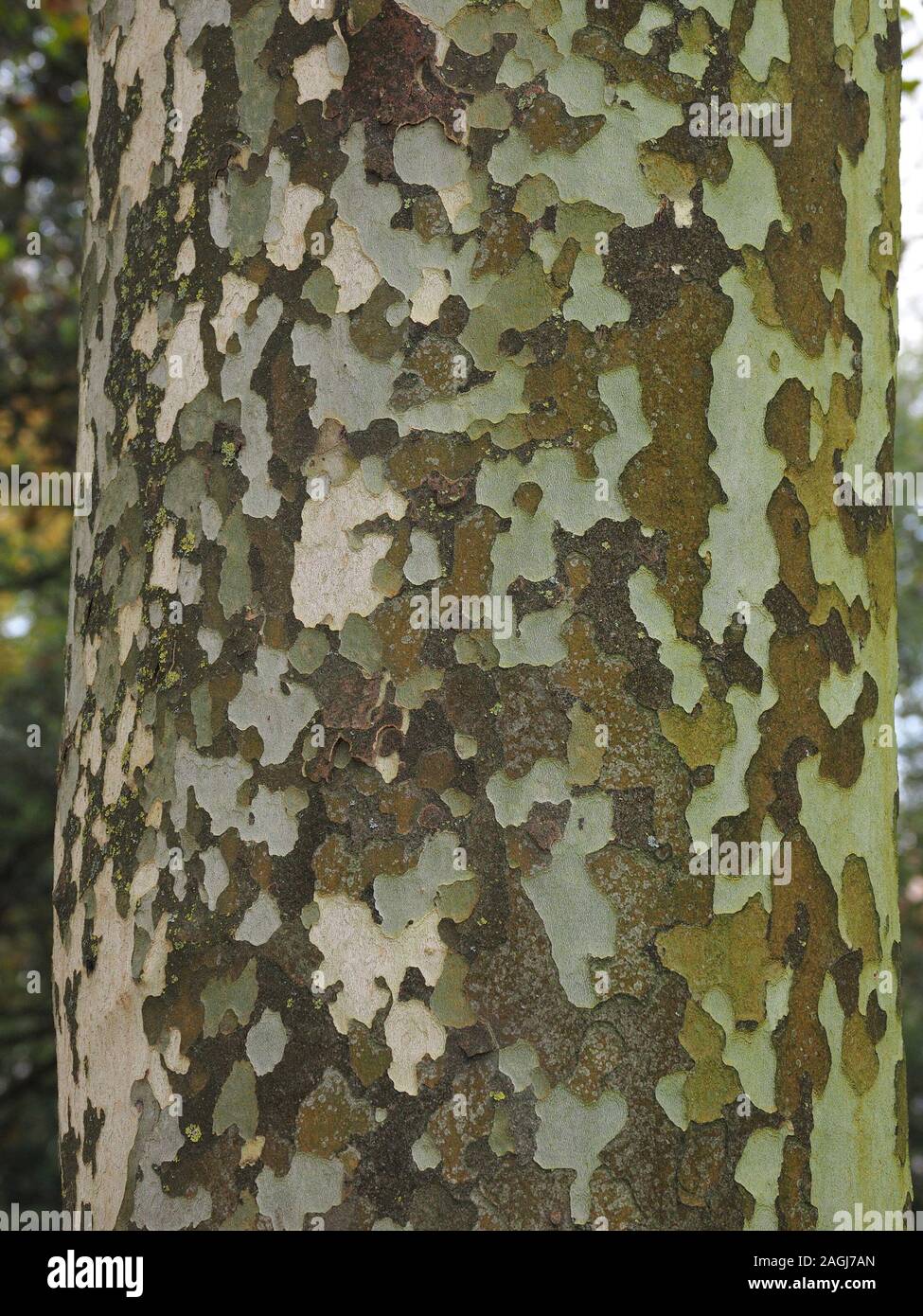 Detail der gemusterte Rinde am Stamm von London Platane (Platanus x acerifolia oder Platanus x Hispanica) ein Mischling in San Sebastian, Spanien, Europa Stockfoto