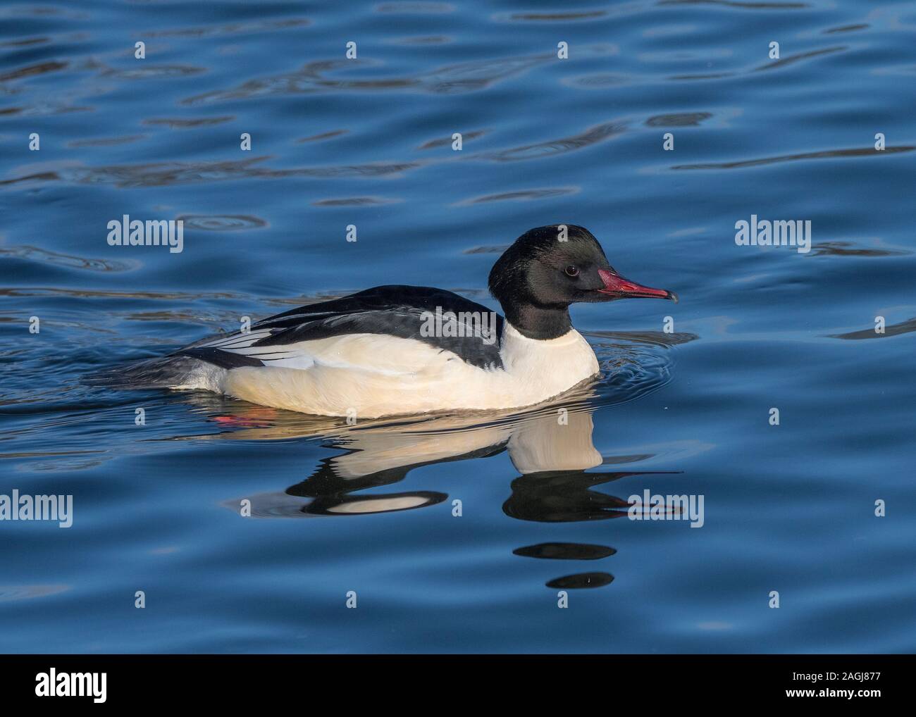 Gänsesäger (Mergus Merganser), männlich Schwimmen, Hogganfield Loch, Glasgow, Schottland Stockfoto