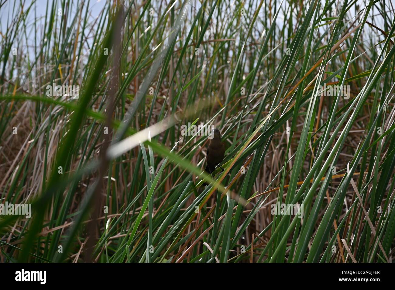 Amerikanische Klassiker, Long Island Sound, NY State Stockfoto